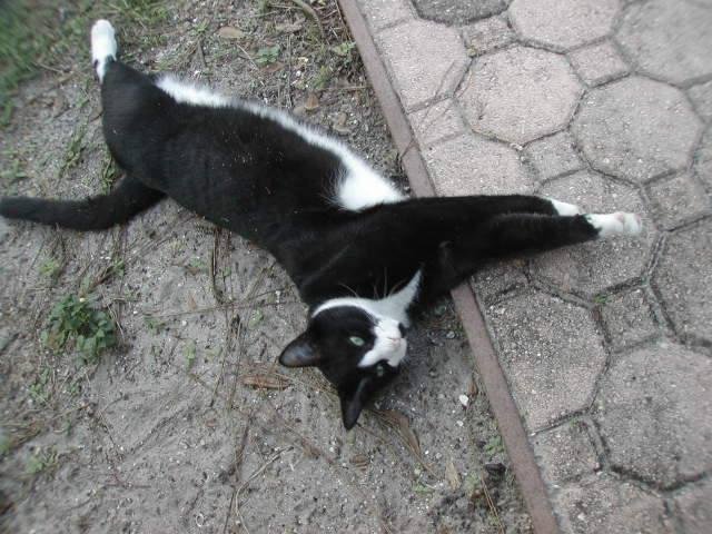 SCHMOULE STRETCHING