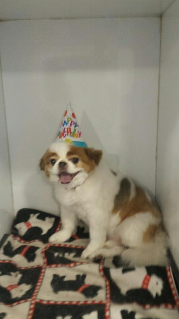 My best puppy at the spa for his 10th birthday