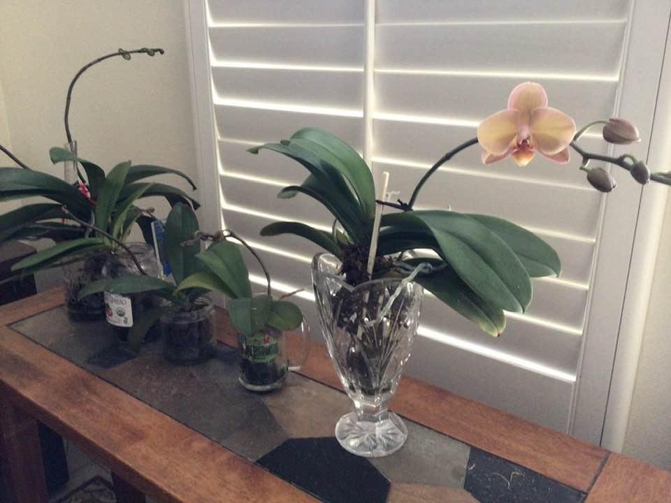 First blossom of the year. About 30 more to come.