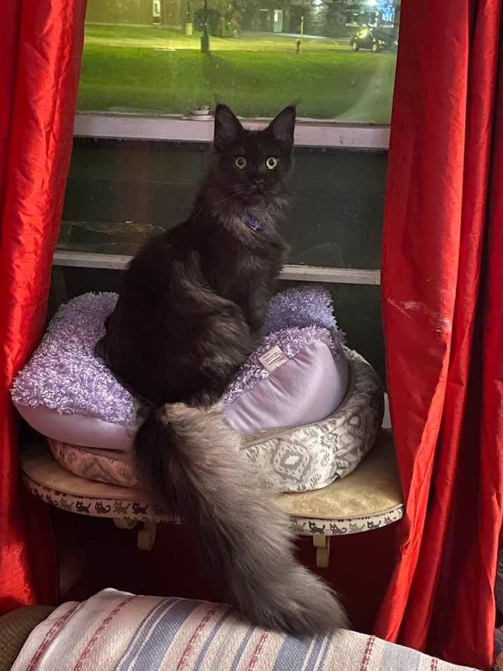 She’s waiting for the deer to show up in the backyard