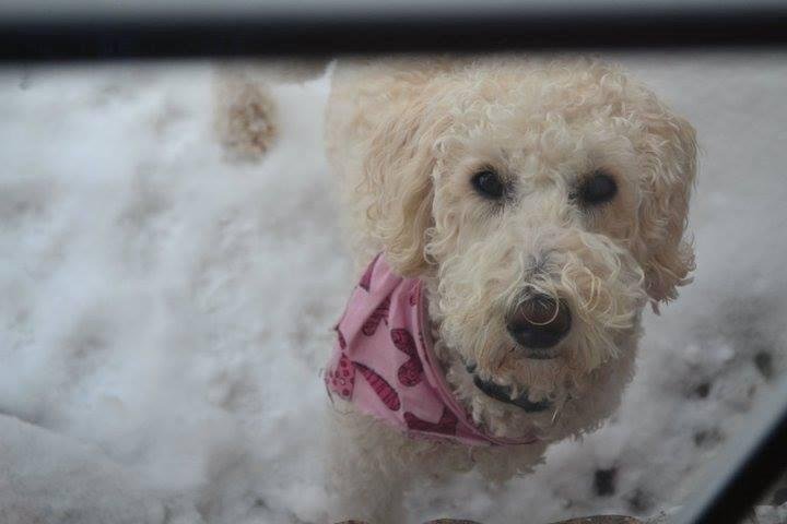 I was nominated to post a picture of my dog. Only one photo. I've tagged people who are fun dog people to join the challenge to keep this running. The goal is to flood FB with positive dog pictures instead of negative ideas