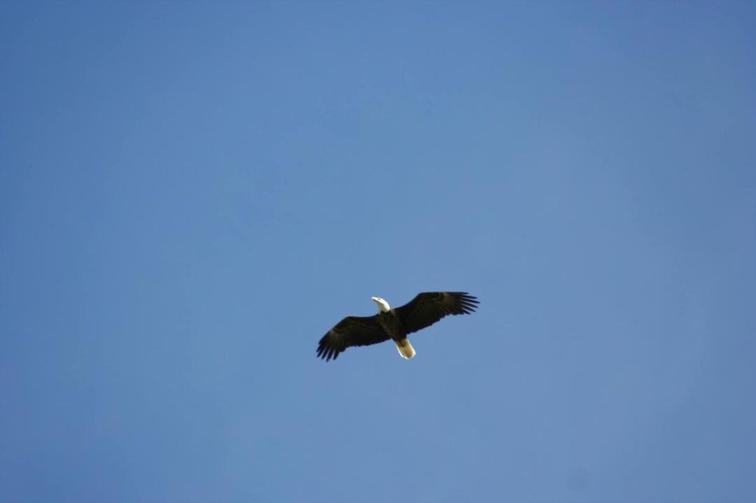 What an awesome sight to see this eagle circle over us all at the grave sight. I think LT was letting us know he's home now, back on Swan Creek!!!
