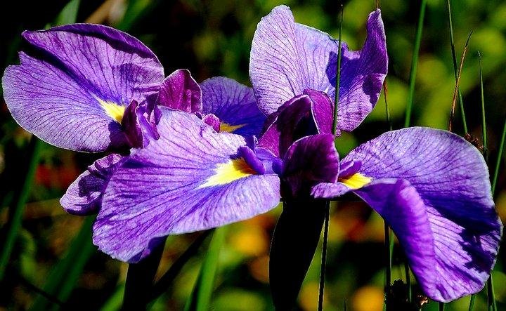Iris