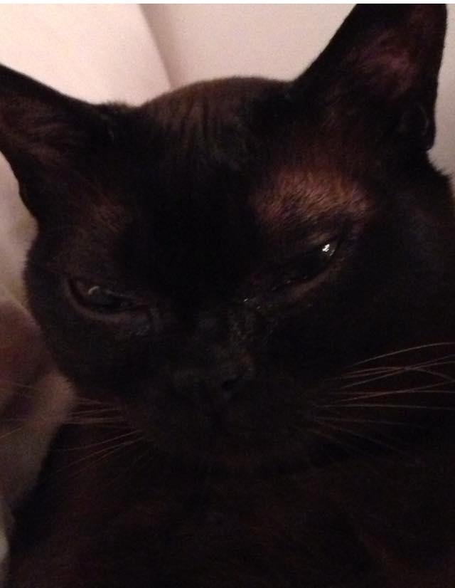 Early this morning we lost our sweet cat of twelve years,Baxter. This was sudden and  unexpected . Baxter was always so sweet and loving and had a purr like no other cat. He loved lying in the sunshine and being with Scott 