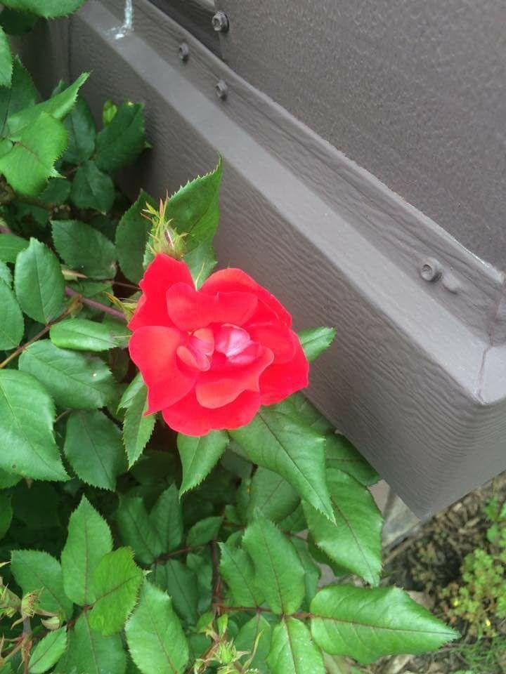 Here is a rose for all of those I love. Thanks Jacqueline Gurgal