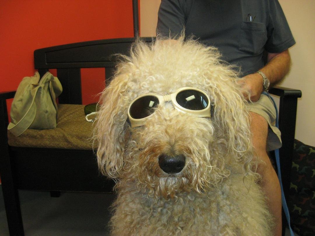 So, Sage had ACL surgery and is now having laser therapy.