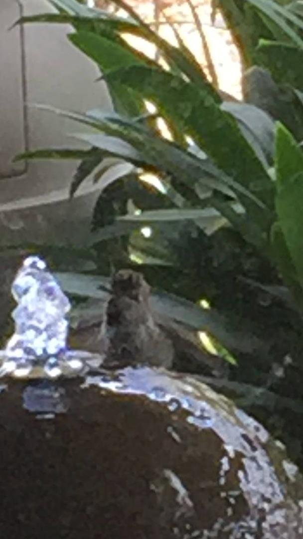 Finally got it. Humming Bird taking a bath in my fountain