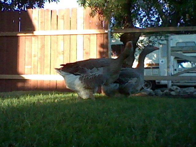 ducks on the grass