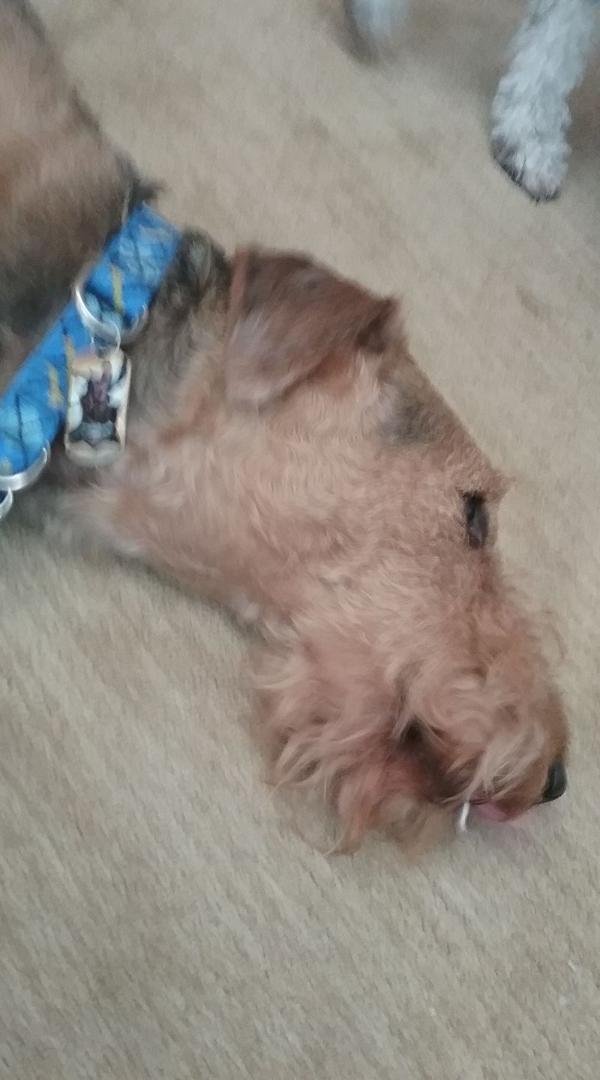 That's Airedale love, Bubby!