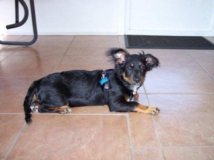 NEW DOG IN TOWN