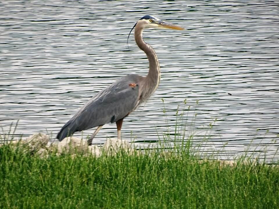 One of our beautiful Blue Herons from our Heron Pointe subdivision in Muncie, Indiana