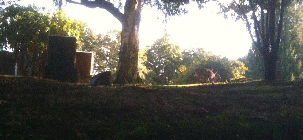 Mike Rabe's album, Deer visit Robert