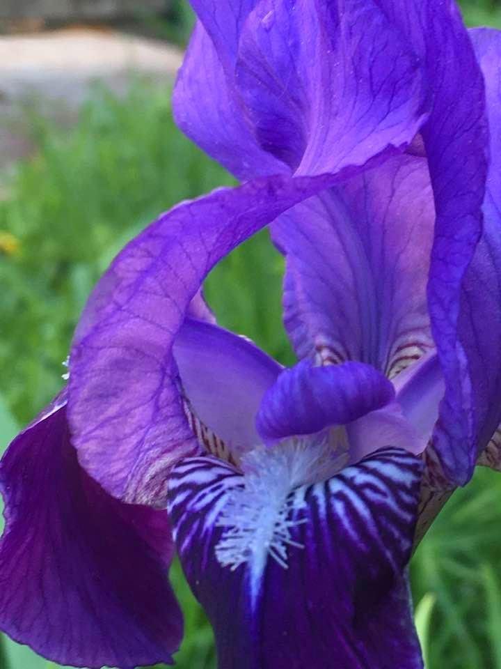 The Iris