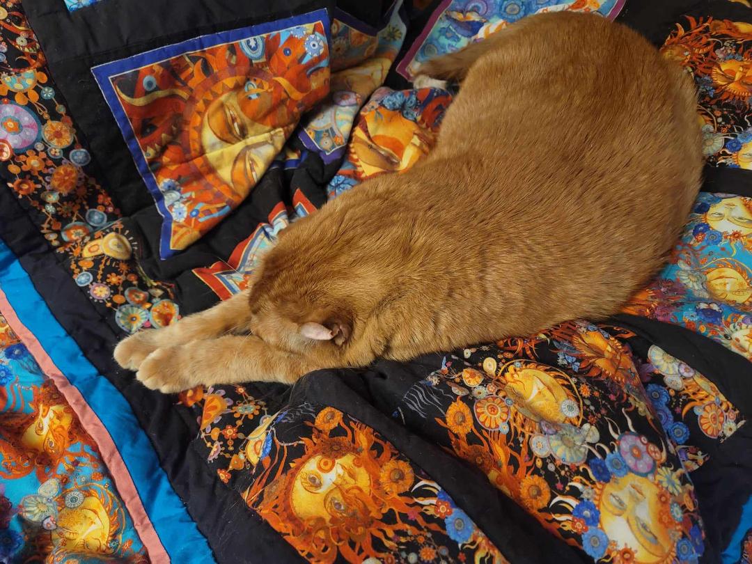 Leroy was my mom's 9th cat left. When my God adopted mom passed away in September of 2019 she left in my guardian care 9 cats. 9 cats was nothing for mom. At one point she had 13 and God bless her, she never missed a bea