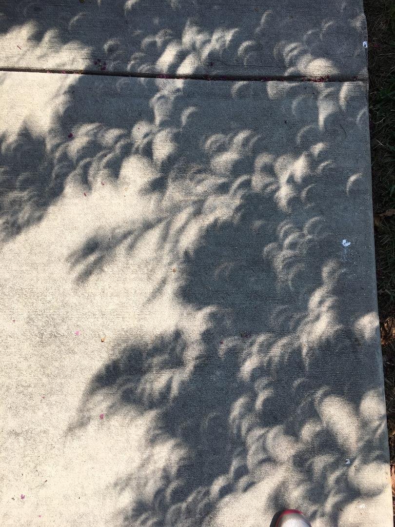Check out the crescent shaped images cast by the eclipsing sun through the leaves of a tree