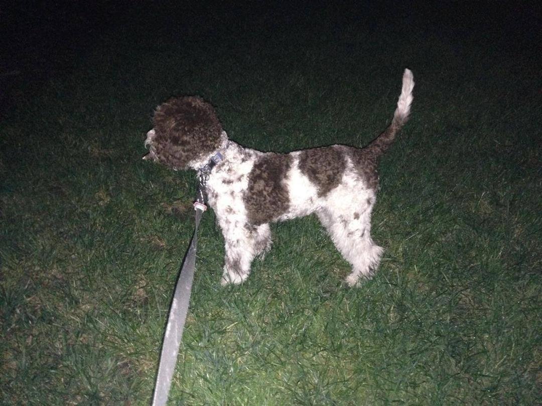Bocce sporting his new haircut.