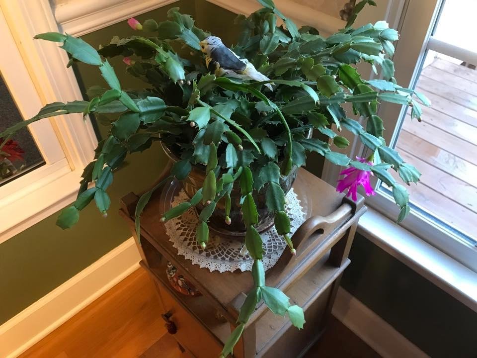 Both Christmas Cactus are loaded with blooms. I am renaming them Birthday Cactus because they should be in full bloom by January 30!