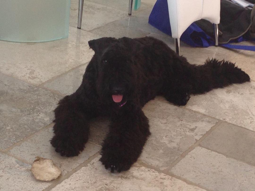 Rosie relaxing at the beach house. Unfortunately it is 90 degrees