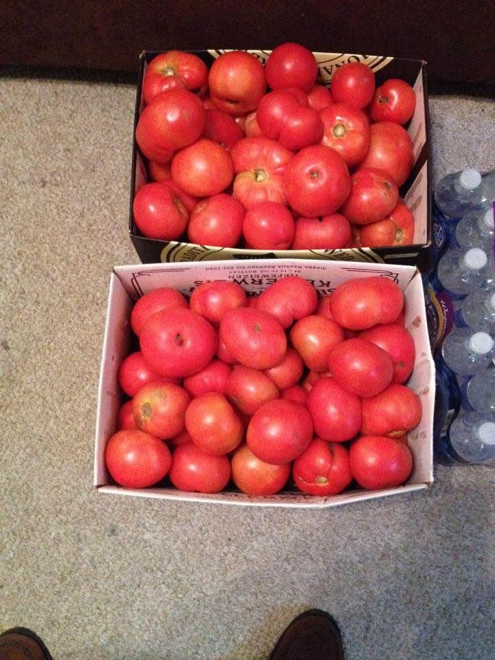 Who wants a Jersey tomato? A Schaub Jersey tomato!!