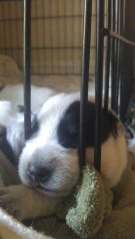 She'll be home in two weeks. Her name is Dakurry.