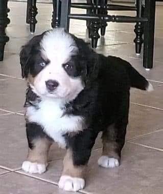 Well soon there will be an addition to our family. A bundle
Of joy, spoiled, a blessing.
Angela Mashel 's bundle of joy
I introduce Ms. Ruby Grace Brown
Born through Elaine Sniatynsky the best breeder of bernese mountai