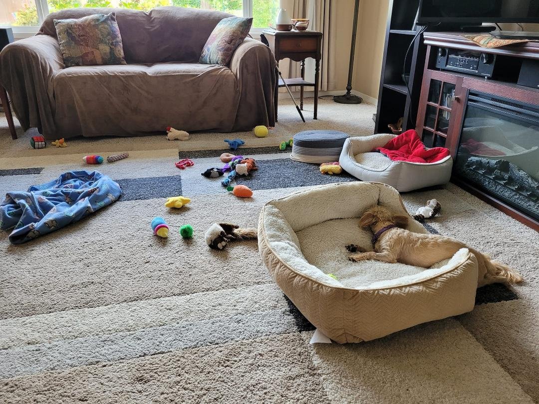 Peanut's daily reorganizing of his toy basket must be exhausting work!😅