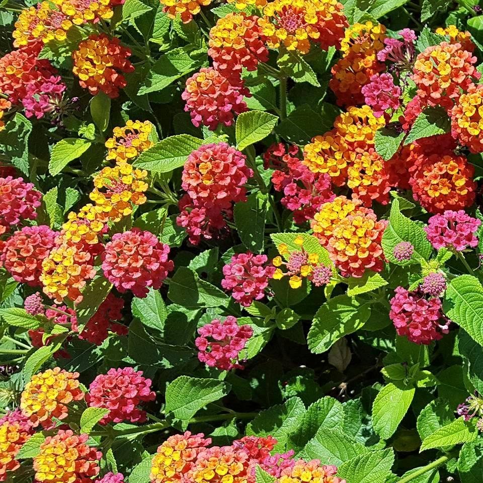 Heat does not seem to bother these beautiful flowers in my front yard.
