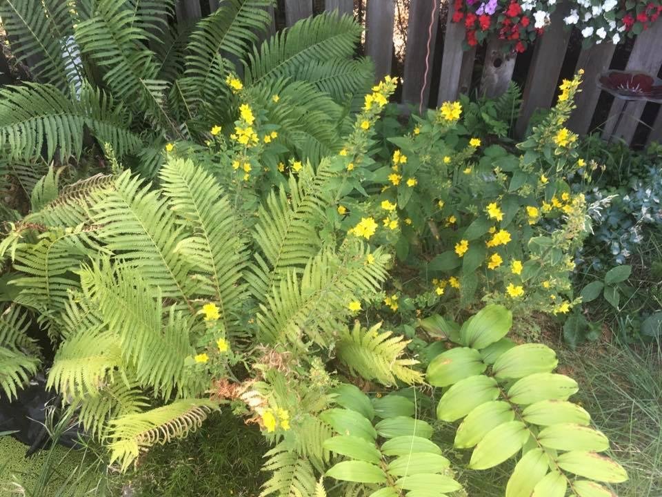Pond corner