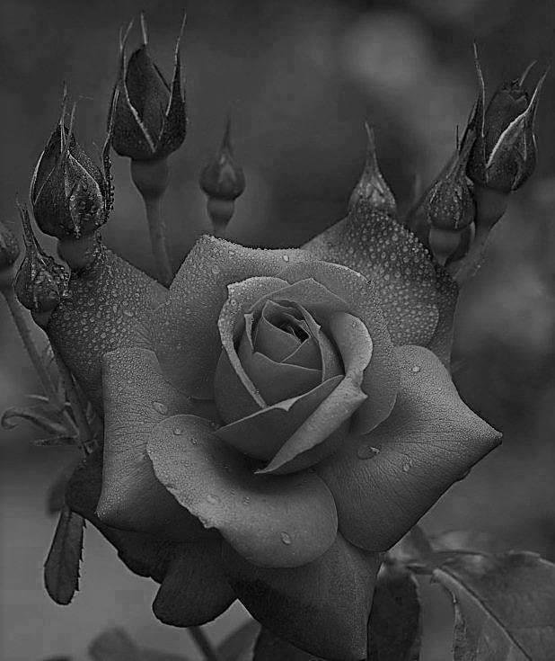 PHOTO DAY 4: thanks to Julie Dyer Harris
7 days 7 black & white photos of your life. No people. No explanation. Challenge someone creative every day.
I am challenging my friend Becky Sue Callison