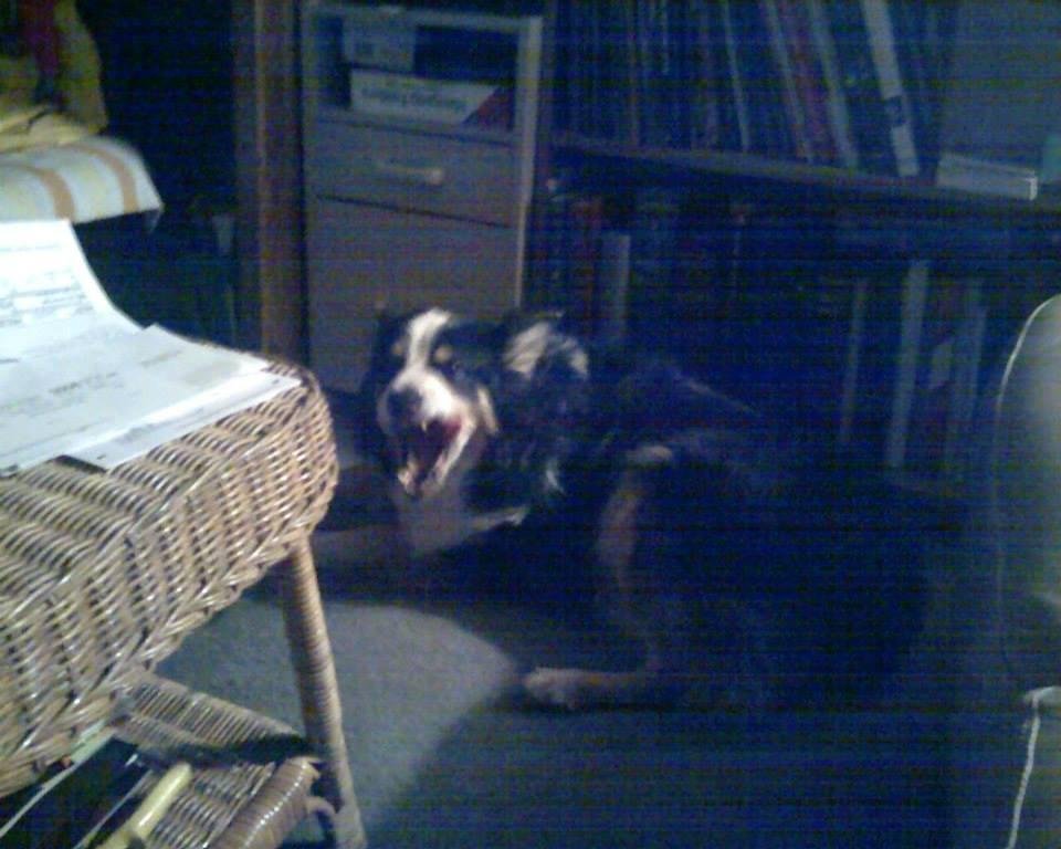 The goober pup yawning