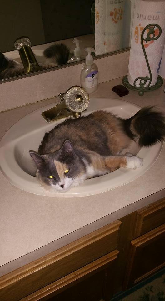 Please remember to wash the kitty before  leaving the bathroom.