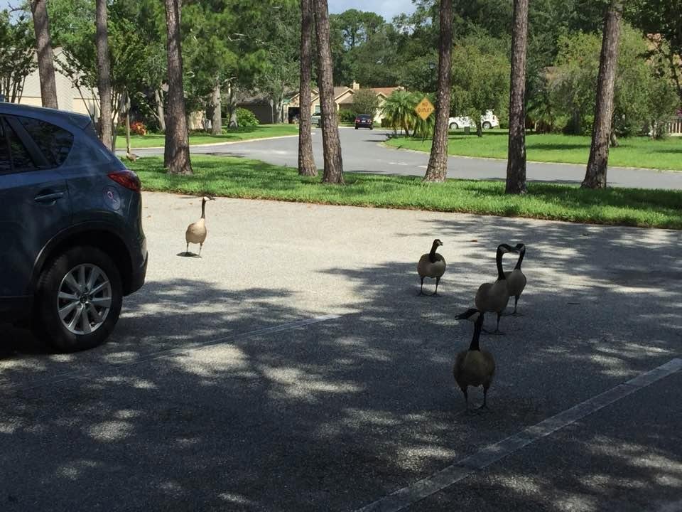 Parking lots are not only for parking your cars... it's a walk-way for the geese to get to their next destination the pond..