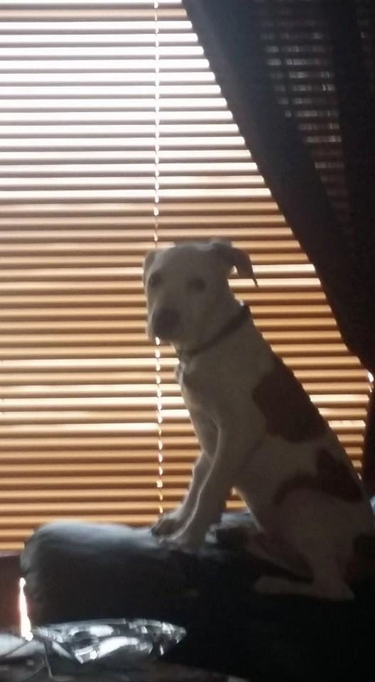 Harley having a fit momma went out the door.
