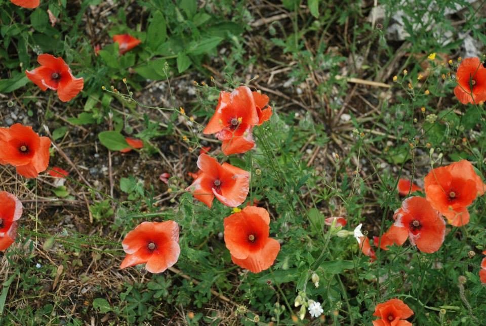 Michael Wiley's album, Montdoumerc, France