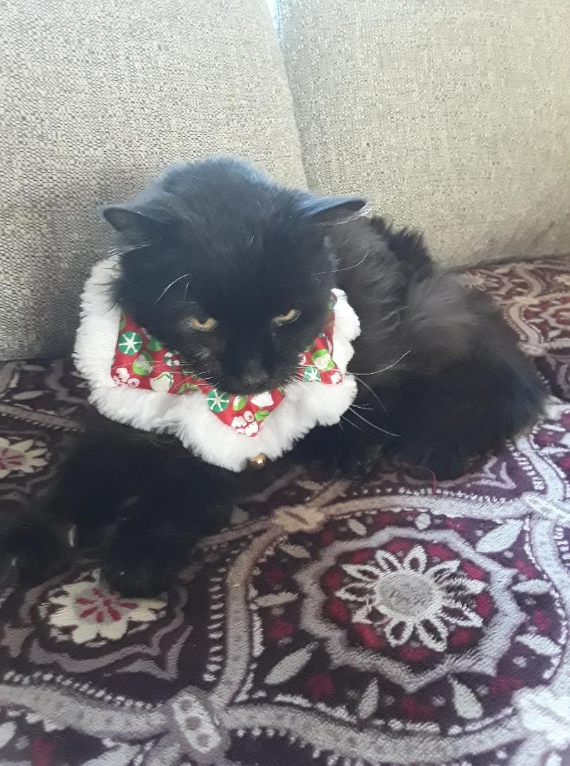 Tina this Christmas