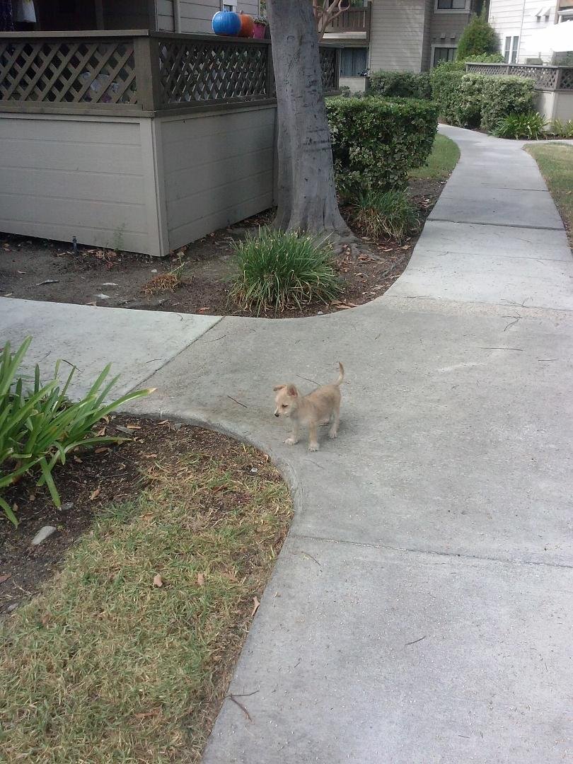 — at Yorba Linda, California.