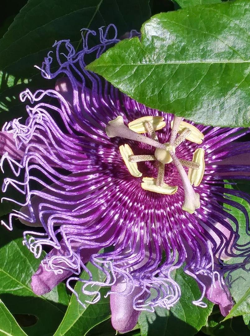 I love these flowers.