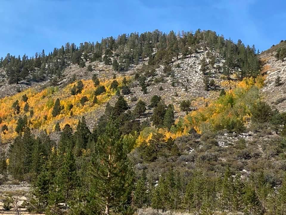 Here is my yellow cd picture - trees in the Sierrason our way to Lake Tahoe.