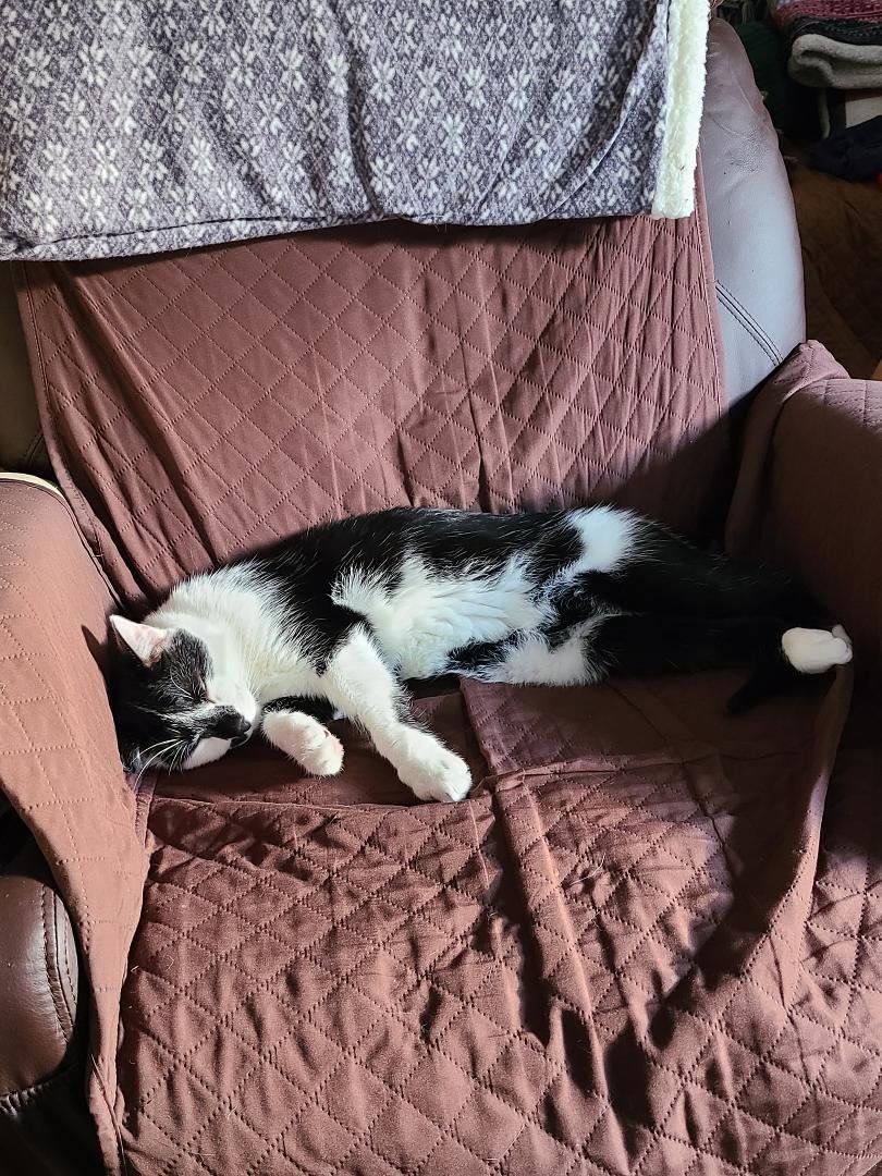 Murdoch is in my recliner...guess I have to sit someplace else.