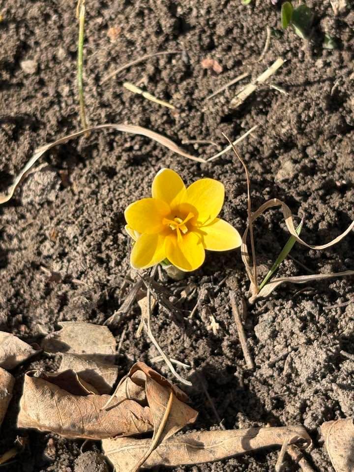 Finally the weather has warmed up enough. My Crocuses are blooming