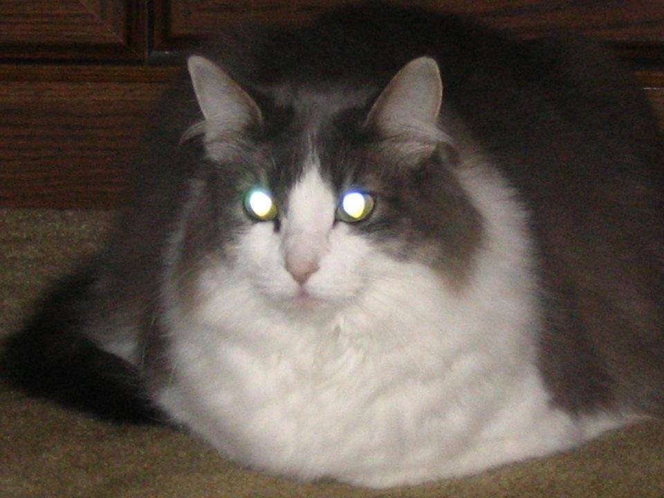 Michael Gobel's album, Mom's Cat 'Bird'