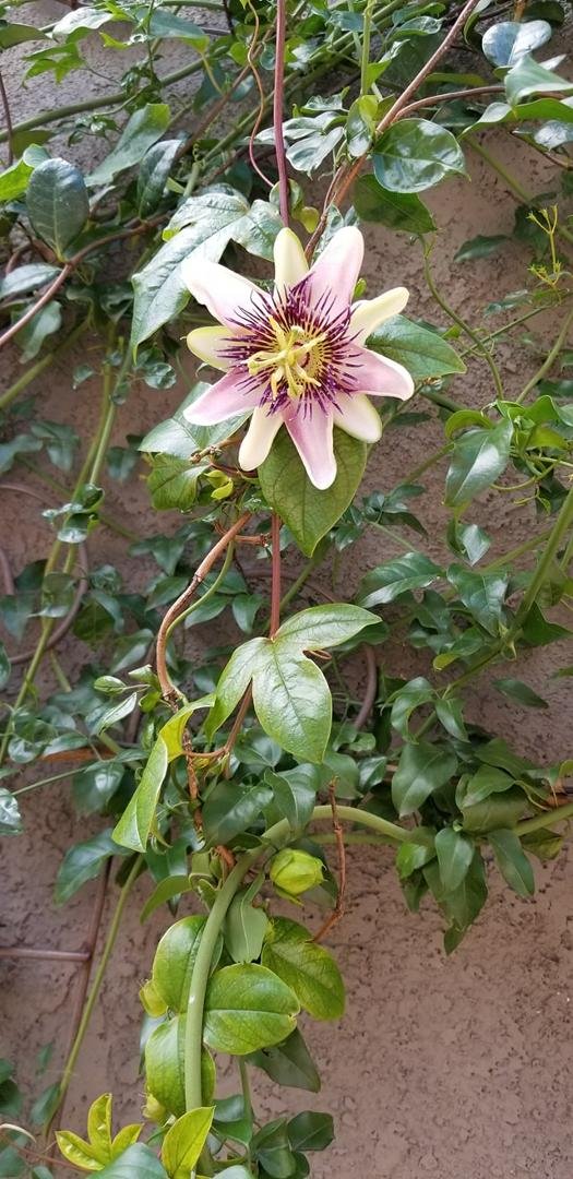Is it spring already? Our first passion flower of the year!