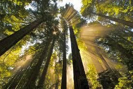 You're walking through a grove of Redwoods. Tall and majestic. They give you shade and nourishment. They are shelter. As you stroll you sometimes don't appreciate the beauty...the companionship. Until. You are walk
