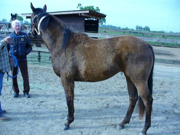 Peter Kay's album, Dad's horses