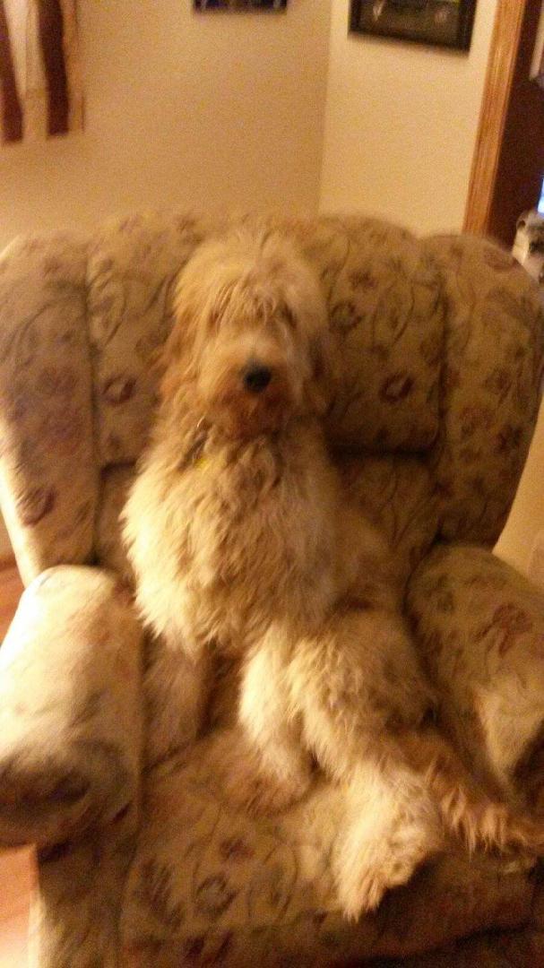 George the horrendously is no longer a puppy