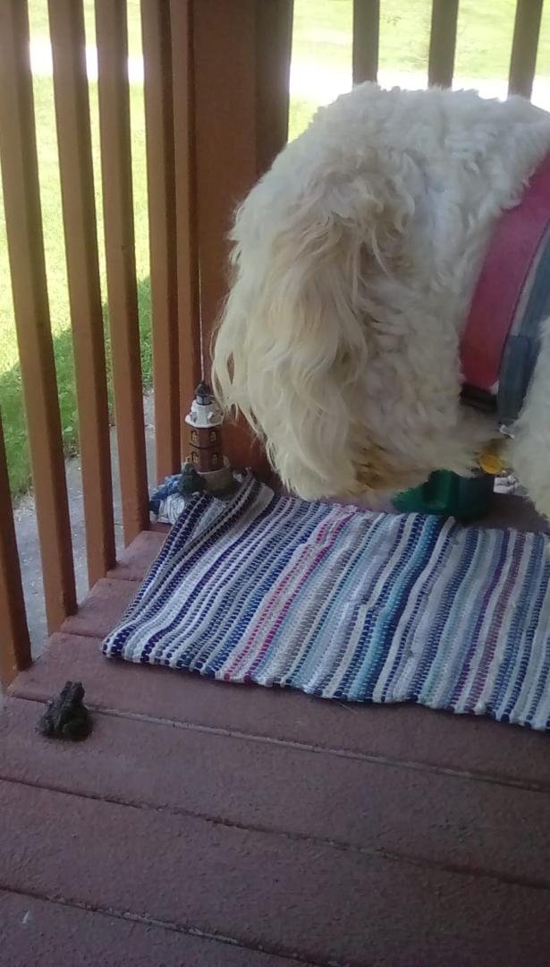 This is Day 4 of the 10-day Dog Challenge.
I was nominated by Brenda Zobeck to do the 10-day Dog Challenge. Every day, I will select an image from a day in the life of my dog or a proud moment as a dog owner.
Post it withou