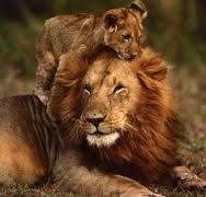 Found the cutest picture for a father's day card for my husband. We're very fond of lions.