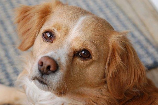 My dog Wylie.