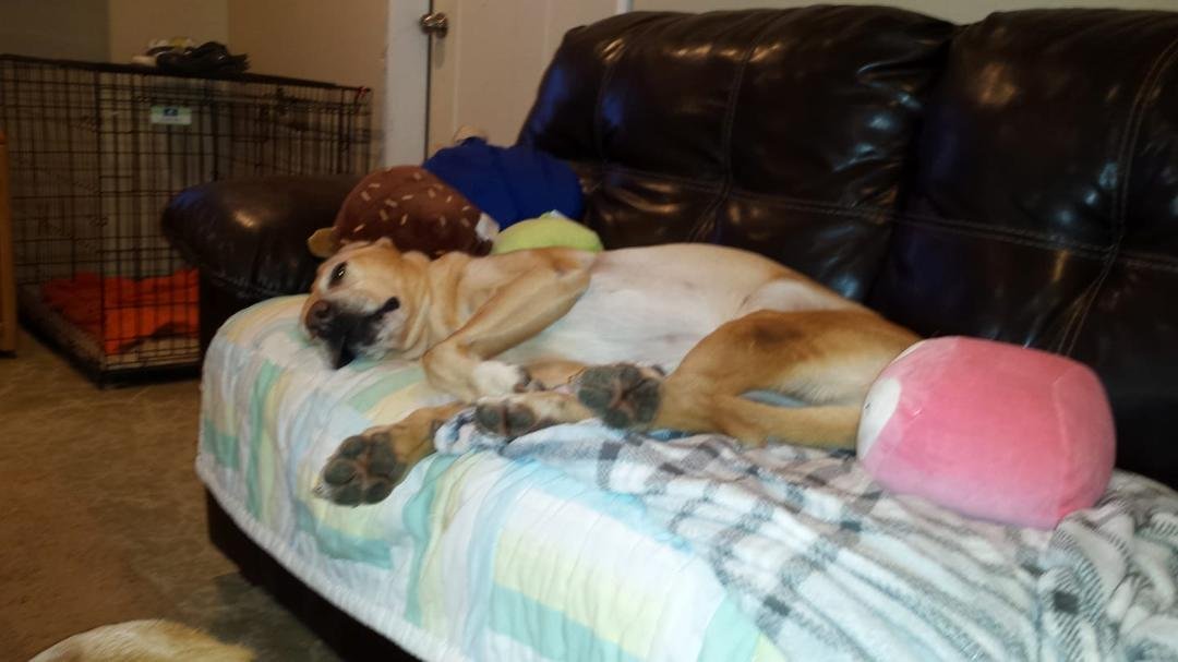 Loki so tired after Christmas and Birthday