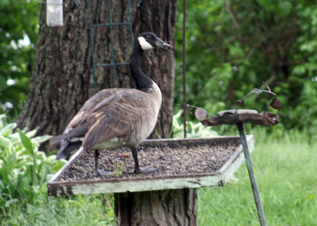 Henry the goose heard we were having a buffet.  Asked "Do you serve flies with that"?